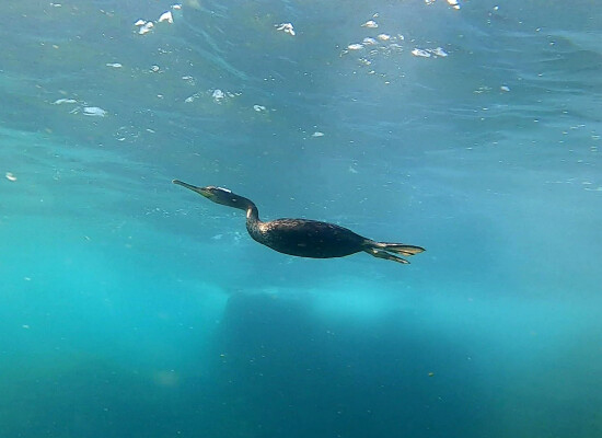 Il volo del cormorano